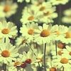 daisy_field